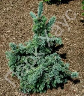 Picea engelmannii hobo