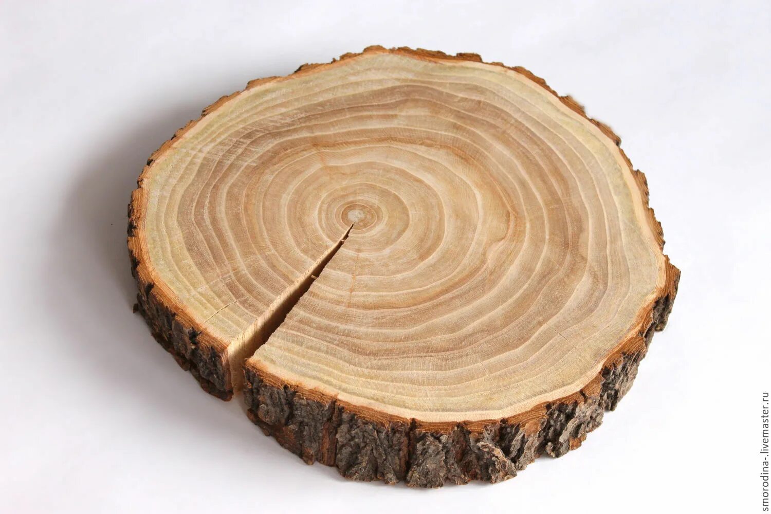 Торцевой спил ясеня. Подставка из среза дерева. Красивый спил дерева. Деревья под спил. Деревья под спил.