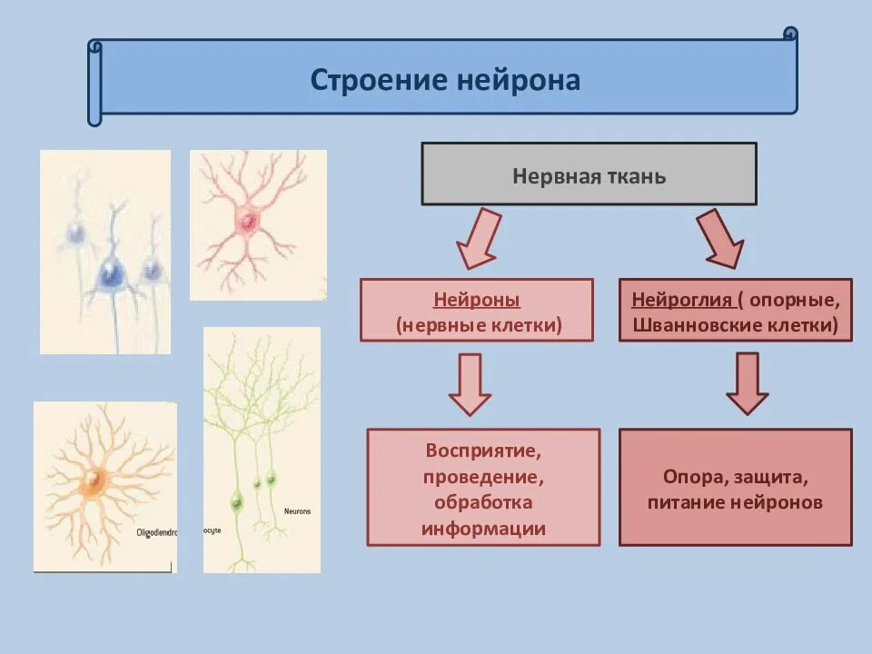 Какую функцию выполняет нервная ткань в организме. Ткань. нервная ткань (строение, функции, виды нейронов). нервная ткань нейрон клетки нейроглии. схема нервная ткань нейрон нейроглия. строение нервной ткани функции нейрона и клеток нейроглии.