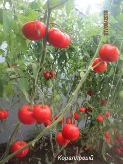 Томат коралловый отзывы