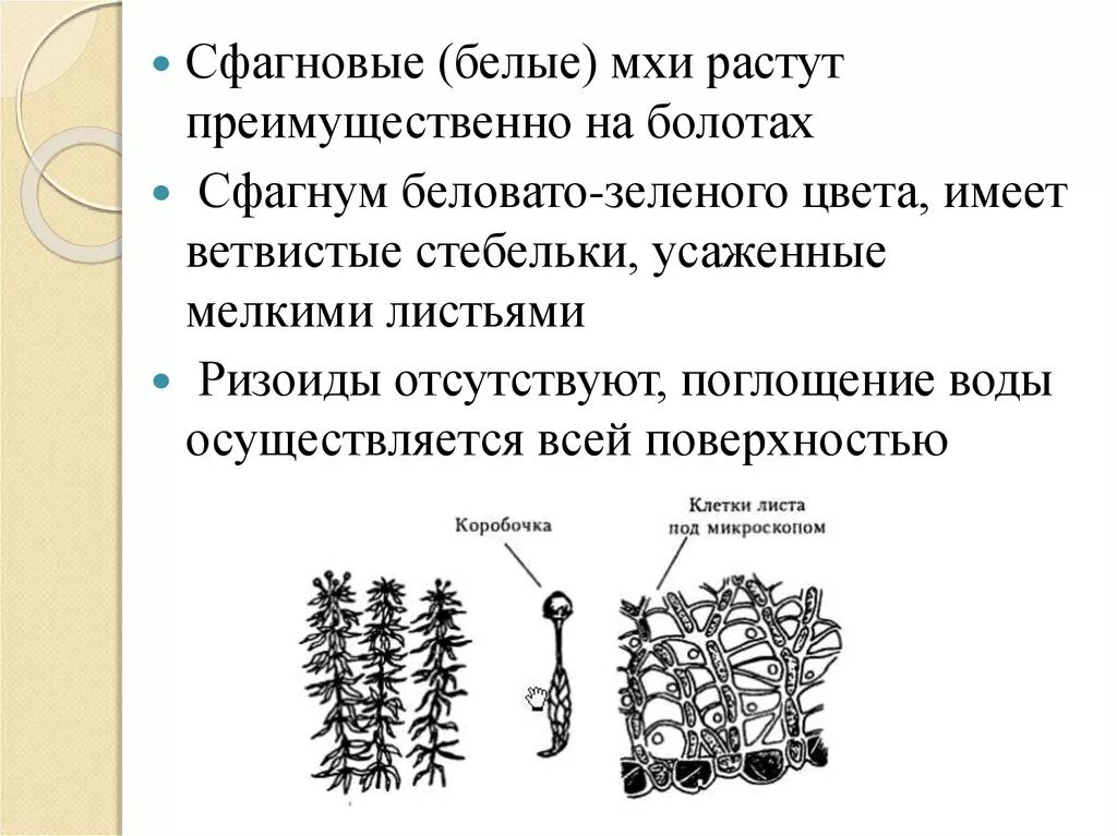 Белый сфагновый мох. Структура сфагновых мхов. Поглощение воды сфагнума. Сфагнум строение. Мхи имеют органы ткани