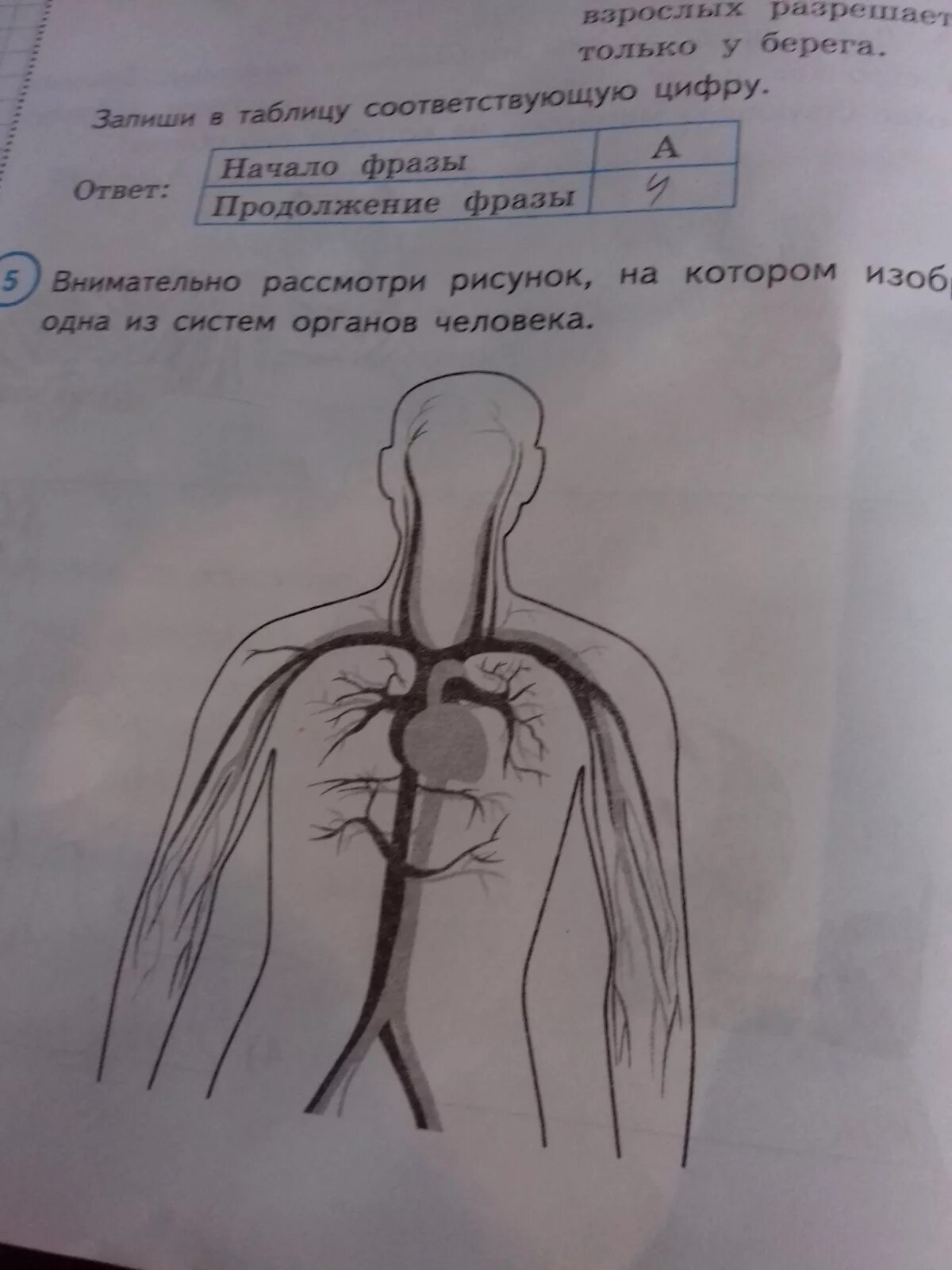 Рассмотри рисунок на котором изображен. Рисунок на котором изображена 1 из систем органов человека. Внимательно рассмотрите рисунок. Рассмотри рисунок на котором. Рассмотри рисунок на котором изображено один из органов.