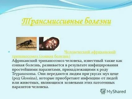 Что такое сонные тетери