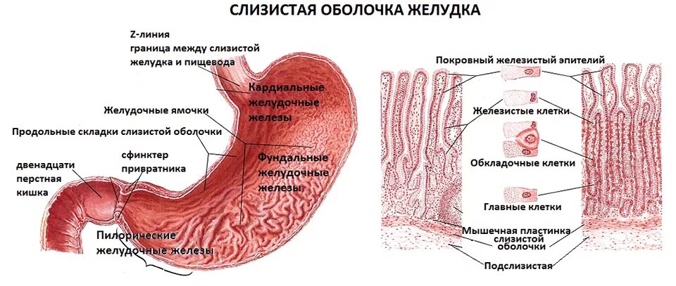 В слизистые оболочки различных. Слизистая оболочка желудка строение. структура слизистой оболочки желудка. оболочки желудка анатомия. рельеф слизистой оболочки желудка.