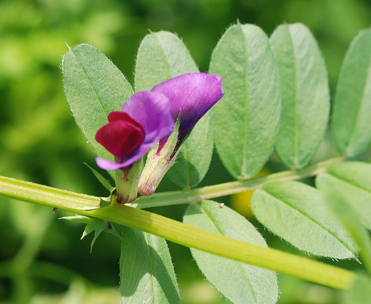 Plant wiki. Вика посевная (Vicia Sativa l.)семя. Вика Яровая сидерат. Вика Яровая растение. Горошек посевной (Вика посевная) Vicia Sativa l..