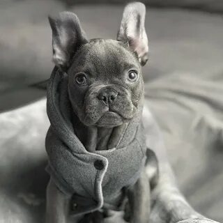 French Bulldog Breeders Texas.