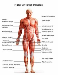 What parts does the body consist of