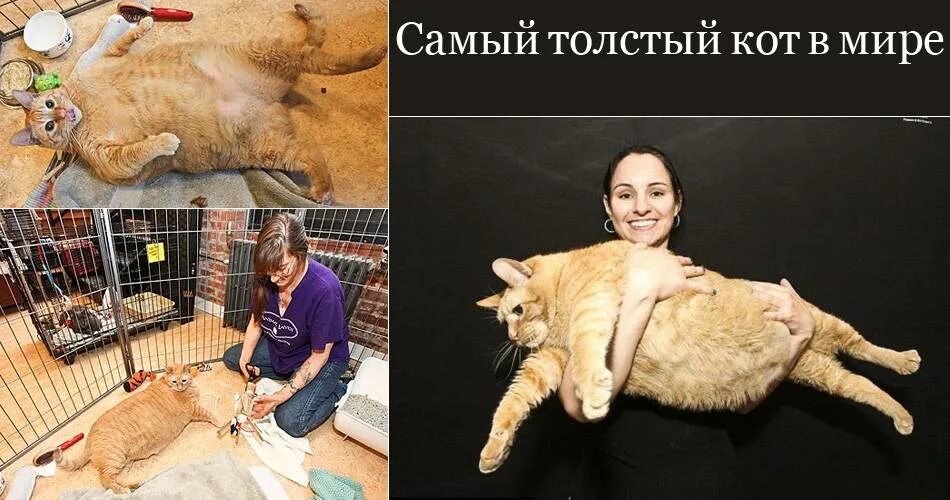 Книга рекордов котов. Самый толстый кот в мире химми. Самый тяжёлый кот в мире книга рекордов Гиннесса. Рекорды Гиннесса самый жирный кот. Рекорд Гиннесса самый толстый кот.