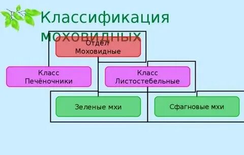 Моховидные по типу питания