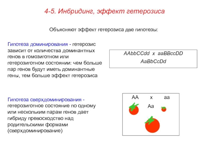 Инбридинг характеристика. Гипотезы гетерозиса. Инбридинг растений примеры. Гипотеза доминирования. Инбридинг близкородственное скрещивание.