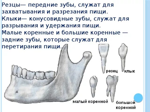 Зубы коренные резцы. Резцы клыки малые и большие коренные зубы. Резцы зубы функция. Строение челюсти резцы клыки.