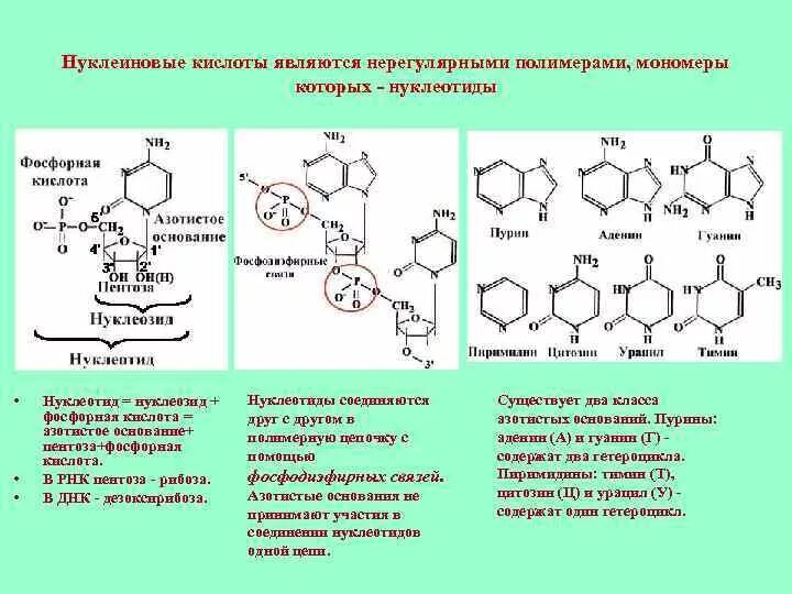 Структура нуклеиновых кислот формула. Полимерная цепь нуклеиновая кислота. Фосфорная кислота РНК. Строение нуклеиновых кислот.