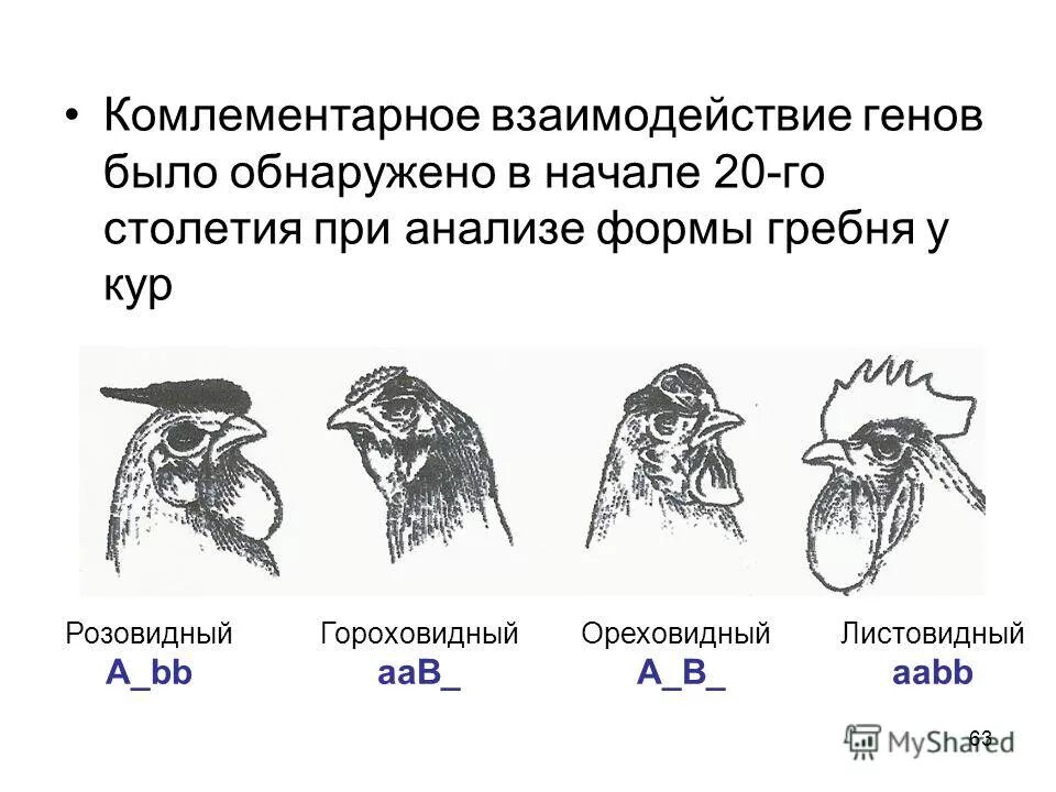 Тип наследования формы гребня у кур. Наследование формы гребня у кур Тип взаимодействия генов. Наследование гребня у кур. Наследование гребня у кур при комплементарности.