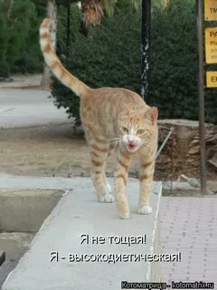 Песня пришла костлявая за мной заглючила подумал