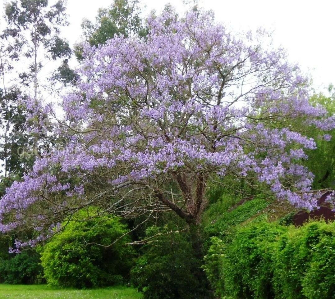павловния томентоза. дерево павловния описание. павловния войлочная императорская. павлония войлочная адамово дерево. императорское дерево павловния.