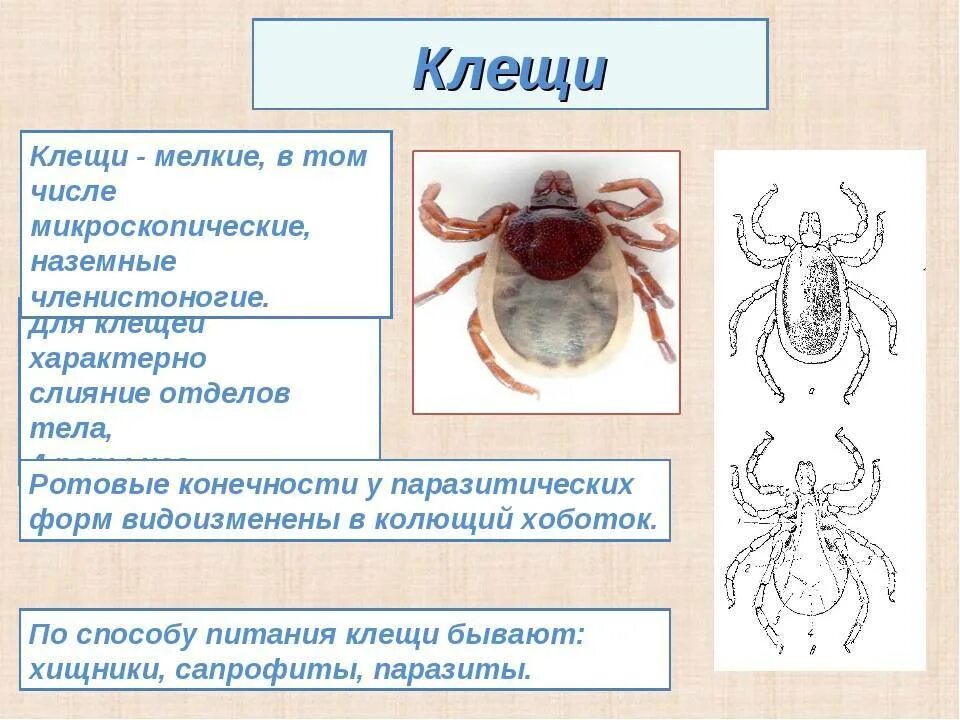 Для клещей характерны следующие признаки. Клещи особенности строения. Внутреннее строение иксодового клеща. Клещ строение отделы тела. Иксодовые клещи строение тела.