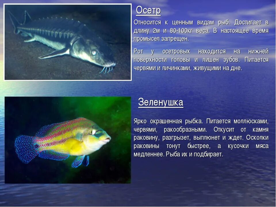 Рыба обитающая в черном море. Рыбы черного моря. виды рыб в черном море. рыба черного моря список. рыбы чёрного моря названия.