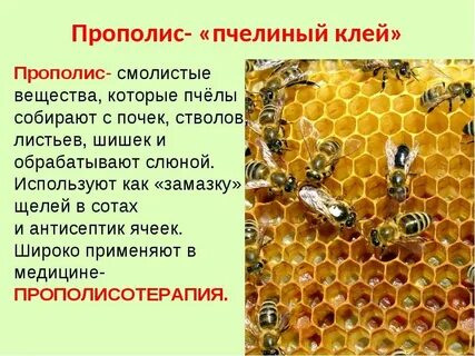 Описание сот