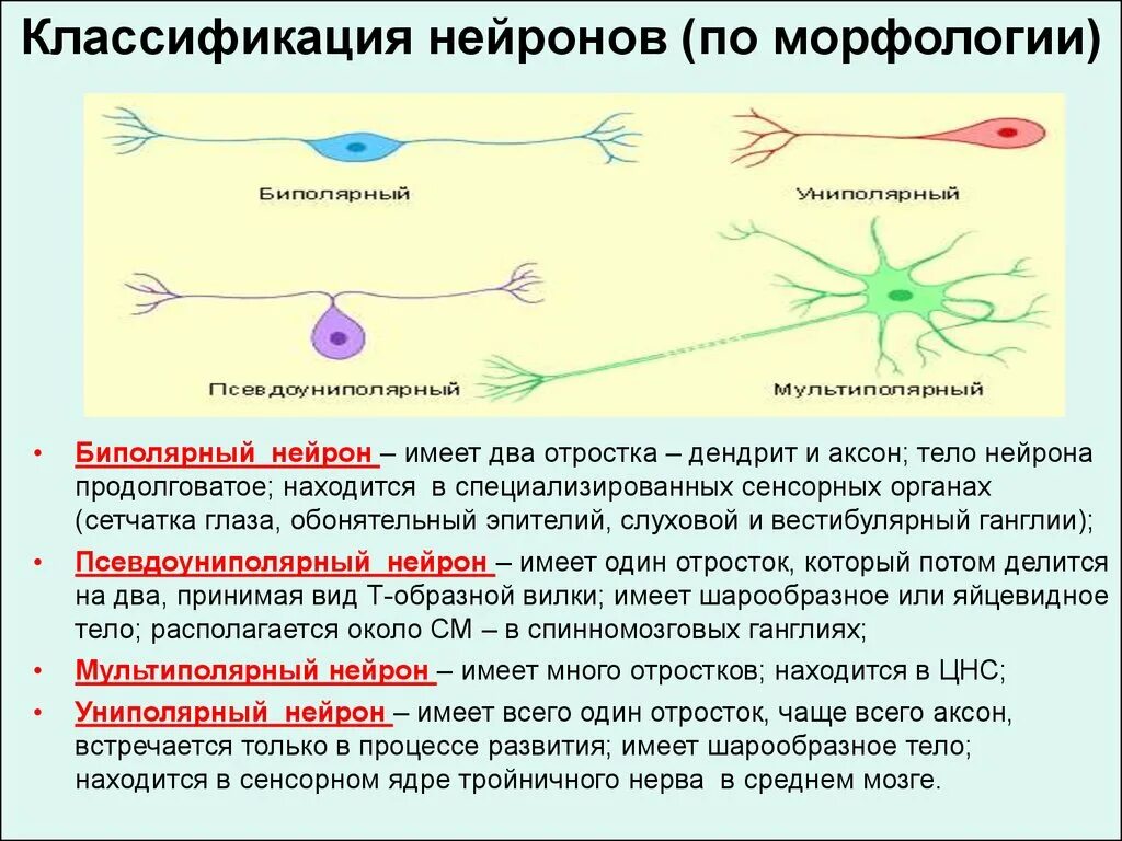 Включает несколько слоев нейронов. Классификация нейронов биполярный униполярный. Классификация нейронов по отросткам. Псевдоуниполярные Нейроны функции. Униполярные Нейроны функции.