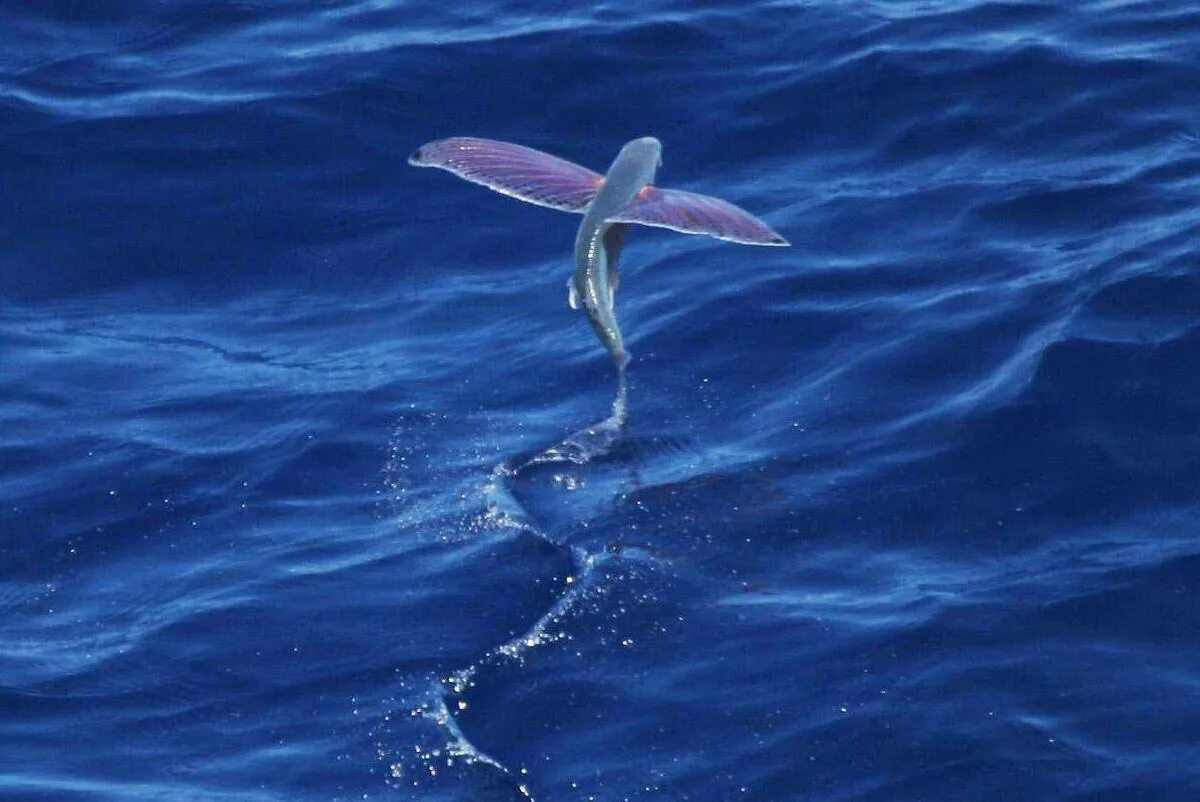 Летучая рыба 2. Четырехкрылая летучая рыба. Летающая рыба. Рыба которая летает над водой. Летучая рыба фото.