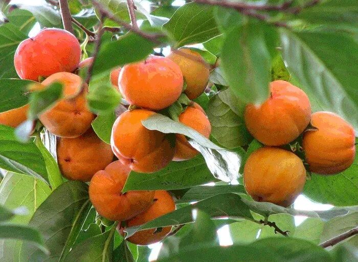 Хурма Ромашка. Хурма в Сочи. Хурма сорт Ромашка. Хурма никитинская