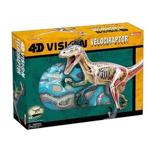 4d master