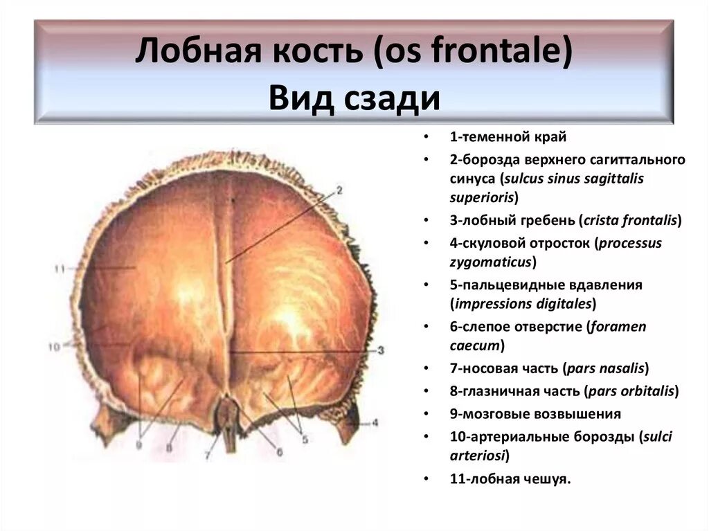 Гребень латынь. Чешуя лобной кости черепа. Лобная кость строение на латыни. Лобная кость черепа анатомия. Лобная кость теменной край.