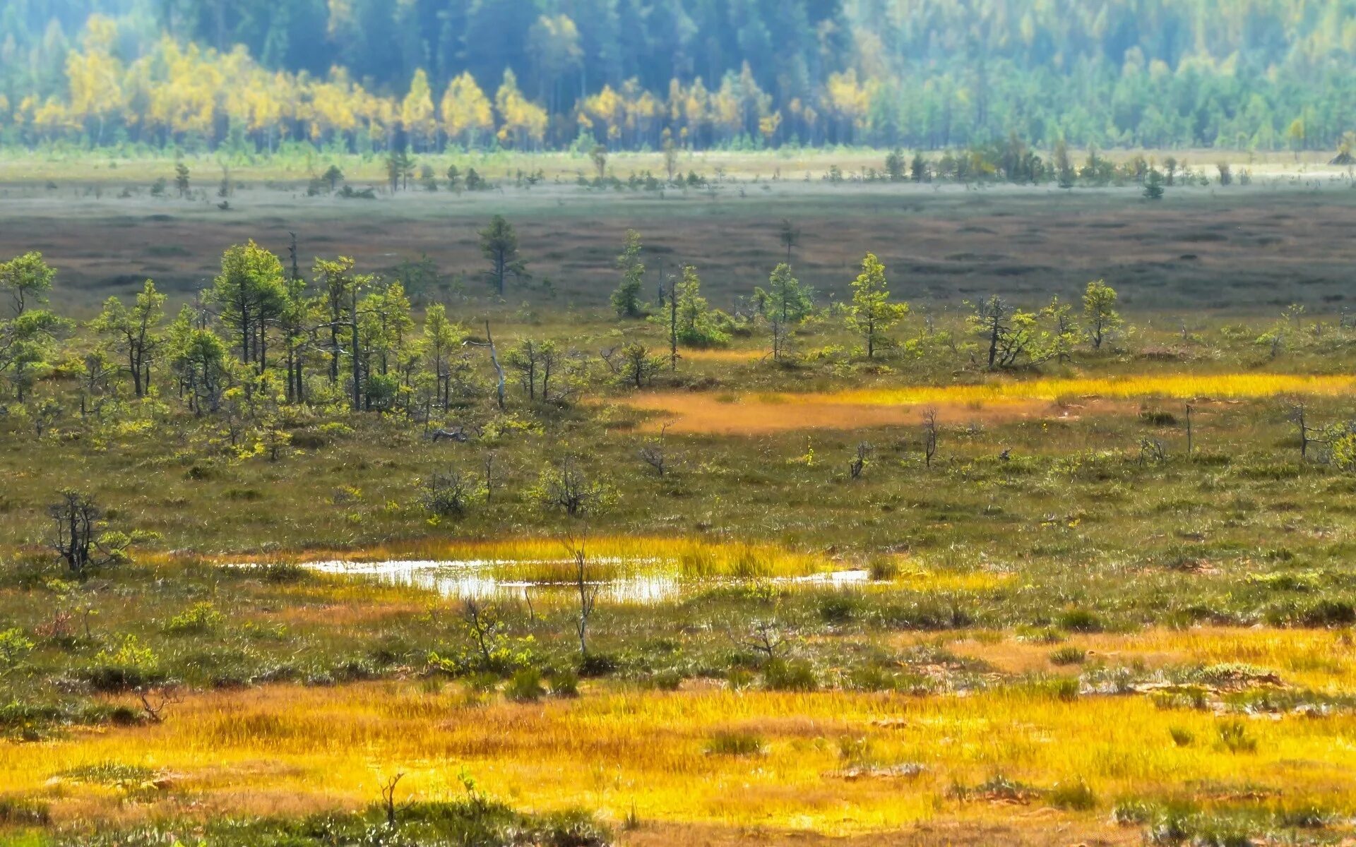 Васюганское болото. Болота Финляндии. Валкмуса национальный парк. Солодихинское болото. Низина леса