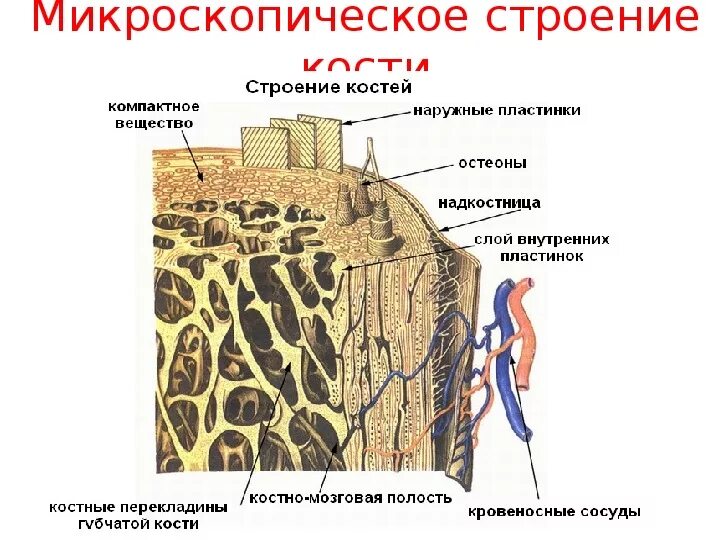 Костномозговая полость компактное вещество надкостница губчатое. Строение кости надкостница кость. Компактное и губчатое вещество трубчатой кости. Строение компактного вещества кости. Строение губчатой кости гистология.