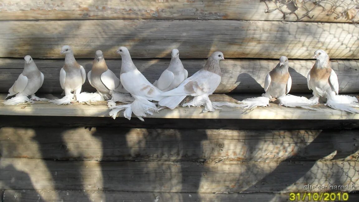 Туркменские бойные голуби. Агараны бойные. Голуби Агараны. Голуби туркменские Агараны.