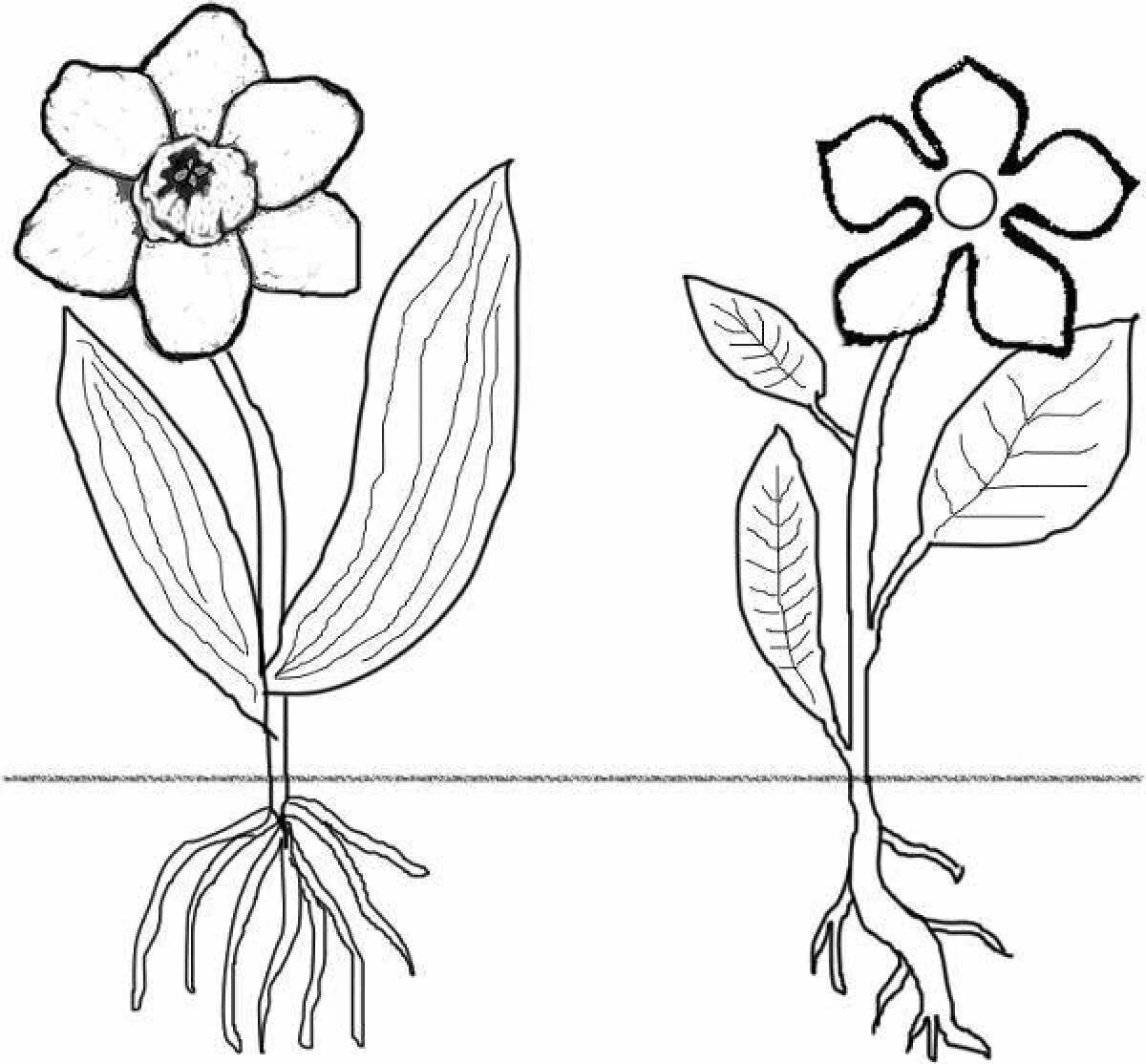 Plant coloring. Растения. Раскраска. Цветы рисунок. Части растений раскраска. Цветок схематично.