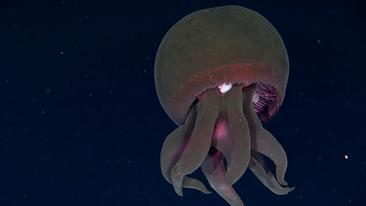 Предки осьминогов. Медузы Марианской впадины. Марианская впадина гидроидная медуза..