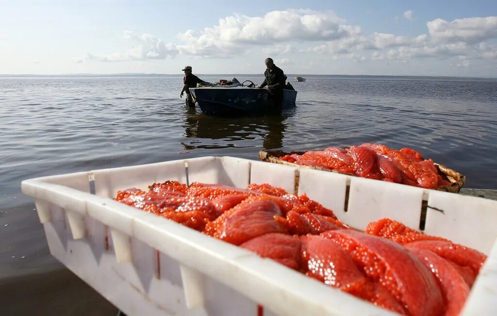 Икра Сахалин рыба. Нерка Охотское море. Икра красная Сахалин. Промысел лосося. Икра улов