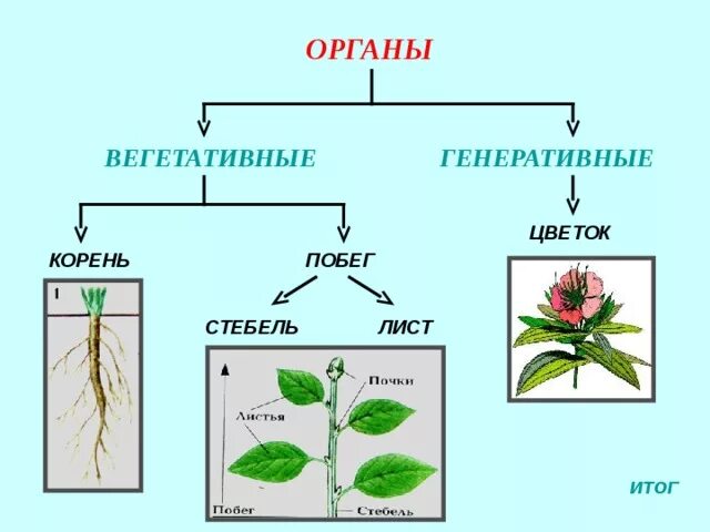 Генеративные органы овса. Органы растений вегетативные и генеративные схема. Генеративные органы вегетативные органы растения цветок. Генеративные органы цветковых растений. Строение и функции вегетативных и генеративных органов растений.