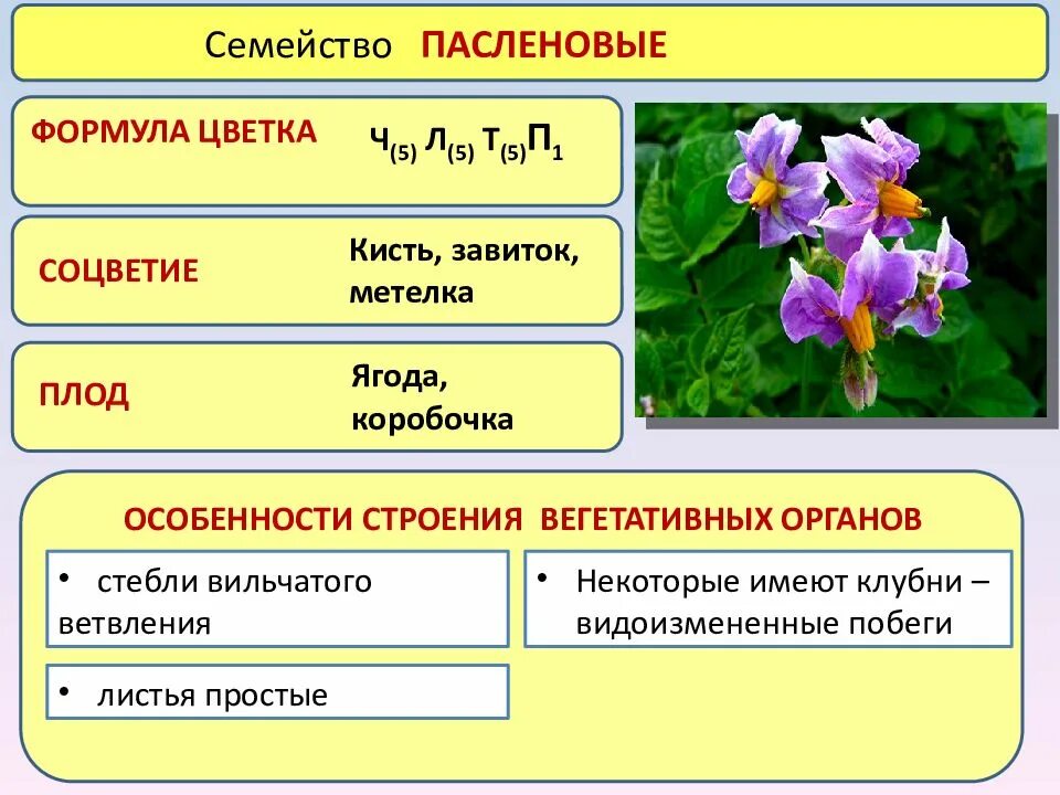 Особенности строения пасленовых растений. Формула строения цветка пасленовых растений. Семейство Пасленовые особенности строения. Формулы цветов семейства Паслёновые. Семейство цветка картофеля