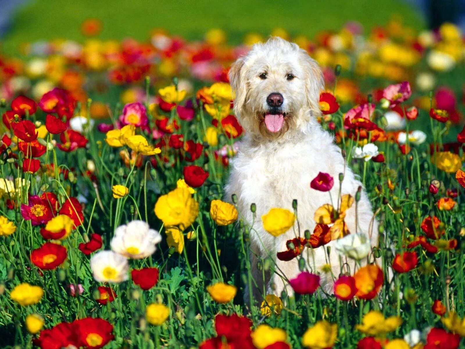 Цветов и любых открытых. Цветы собачки. Собака с цветами. Лето животные. Собака на природе.