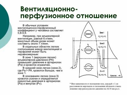 Вентиляционный легкие