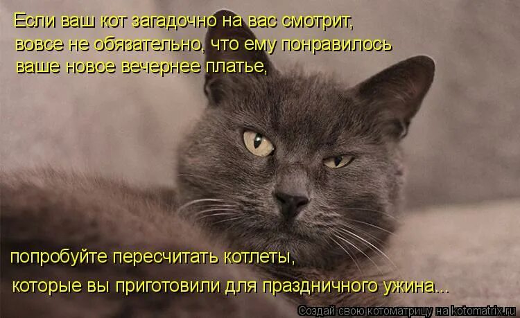 Кошки память на русском. Злая и память хорошая. Злопамятные коты. Мстительный кот. Я злая и память у меня хорошая.