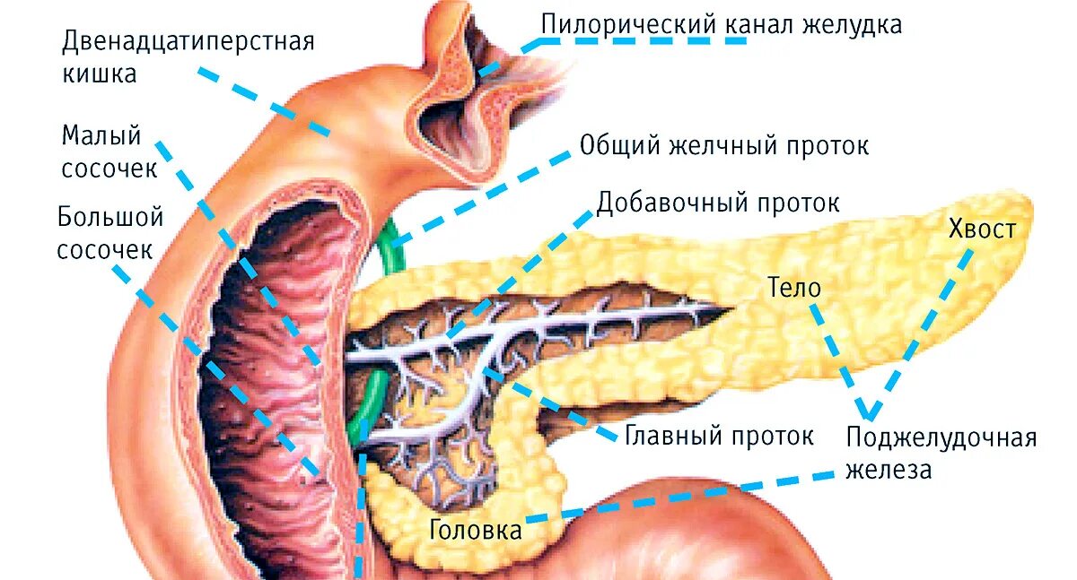 Двенадцатиперстная кишка и поджелудочная железа. Большой сосочек 12-перстной кишки. Большой сосочек 12 перстной кишки располагается на. Главный и добавочный проток поджелудочной железы.