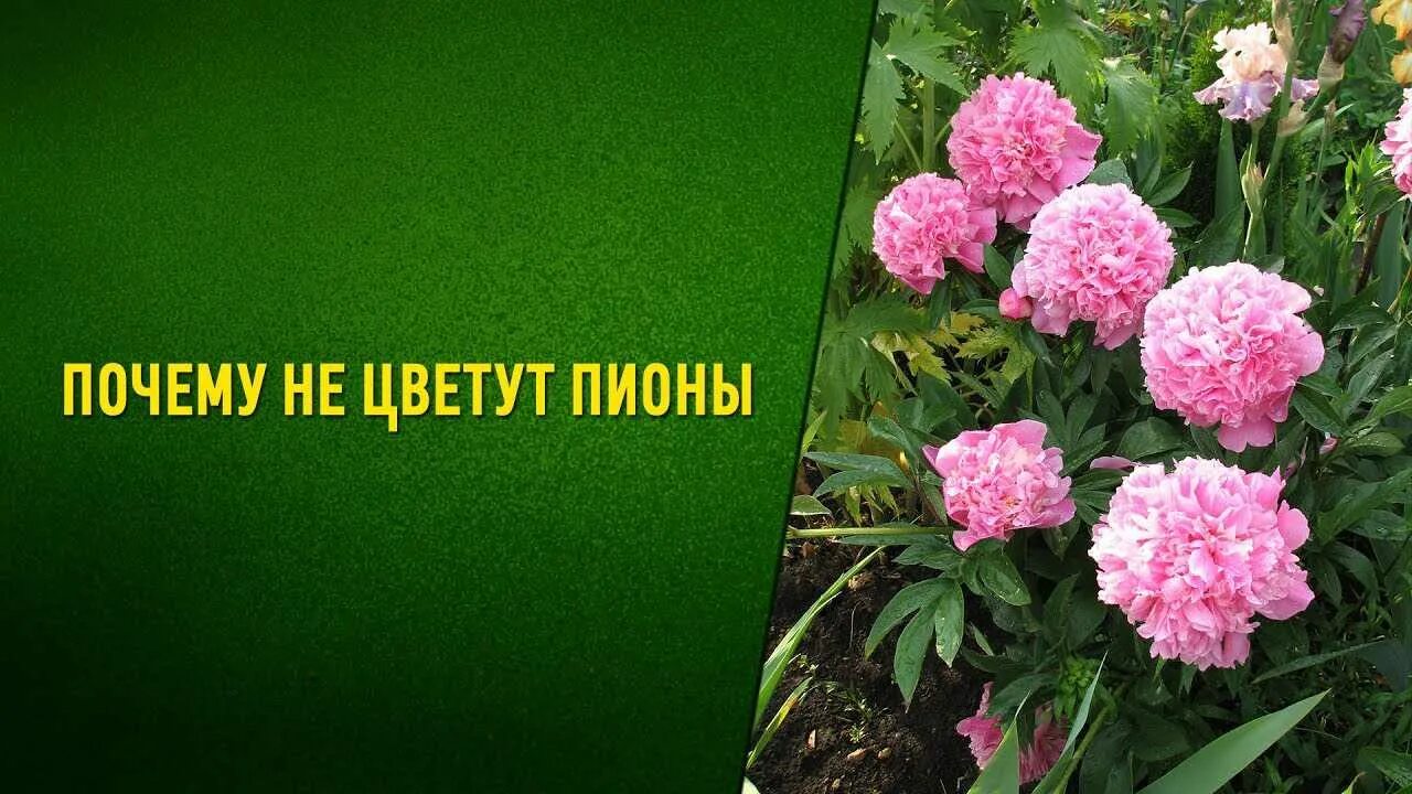 Поочемунецветутп ионы. Почему не цветут пионы. Пион не цветет. Почему не цветут пионы фото.