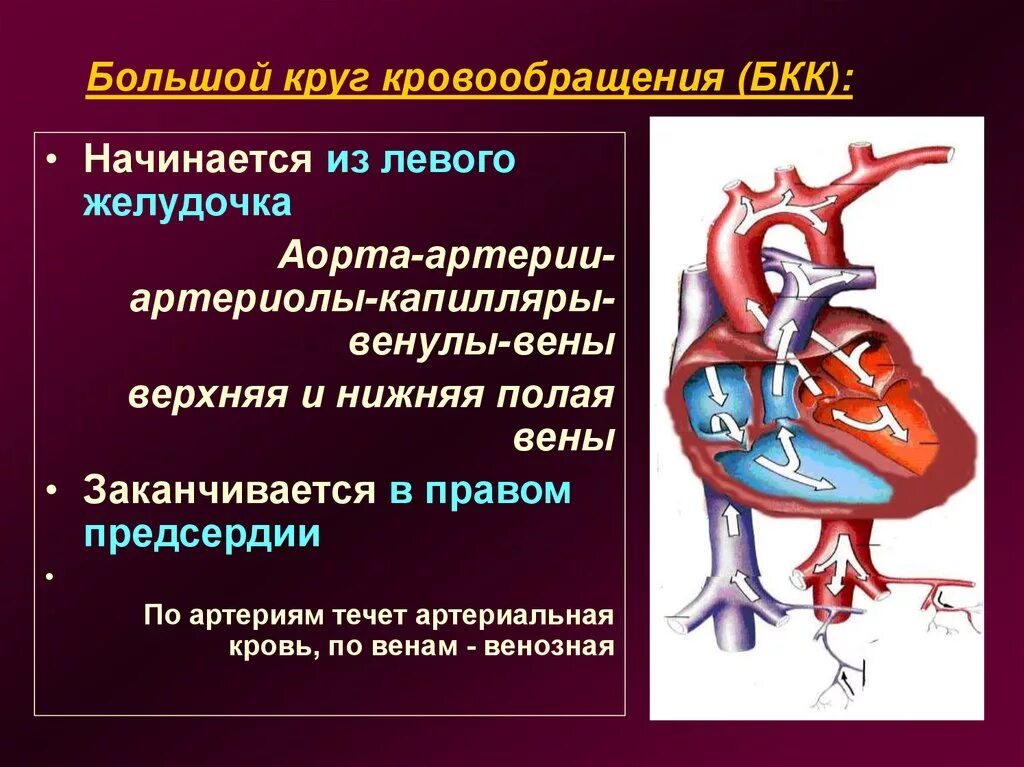 Большое кровообращение начинается. Круг кровообращения начинается. Большой круг кровообращения начинается в левом желудочке. Большой круг кровообращения (БКК). Кровь направляется к легким