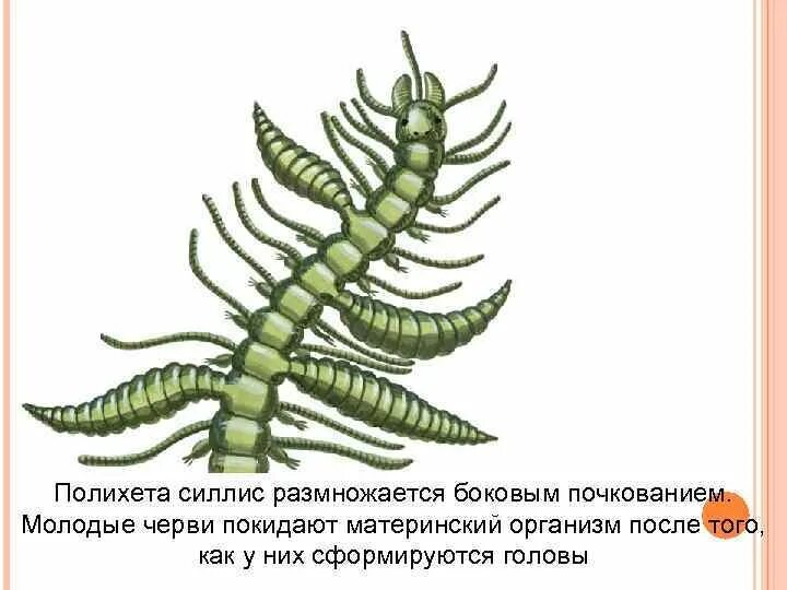 Кольчатые черви половая. Бесполое размножение кольчатых червей. Полихета Силлис. Цикл развития многощетинковых червей. Половая система многощетинковых кольчатых червей.