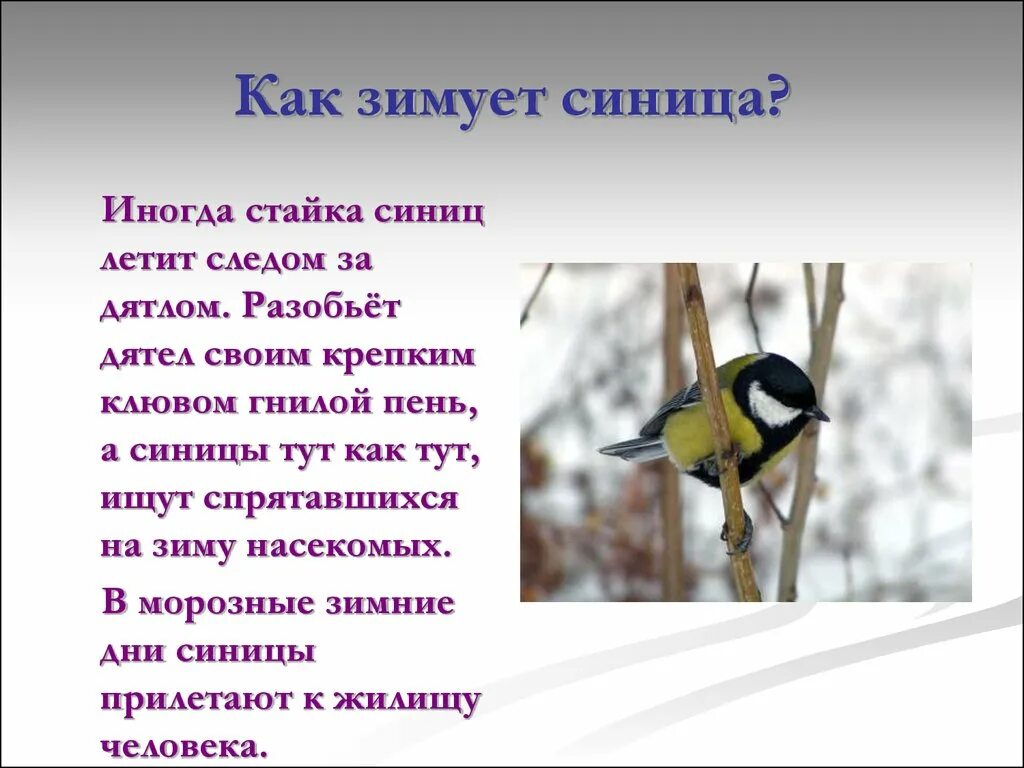 Синичка проверочное. Синица 1 класс. Синица описание. Синица описание. Синица значение.