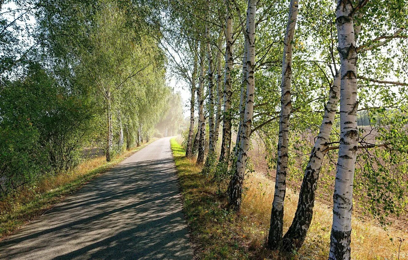 Две березки у дороги минус. Экотропа Березовая аллея. Березы парк Валдай +. Березовая аллея экологическая тропа. Березовая роща Хабаровск.