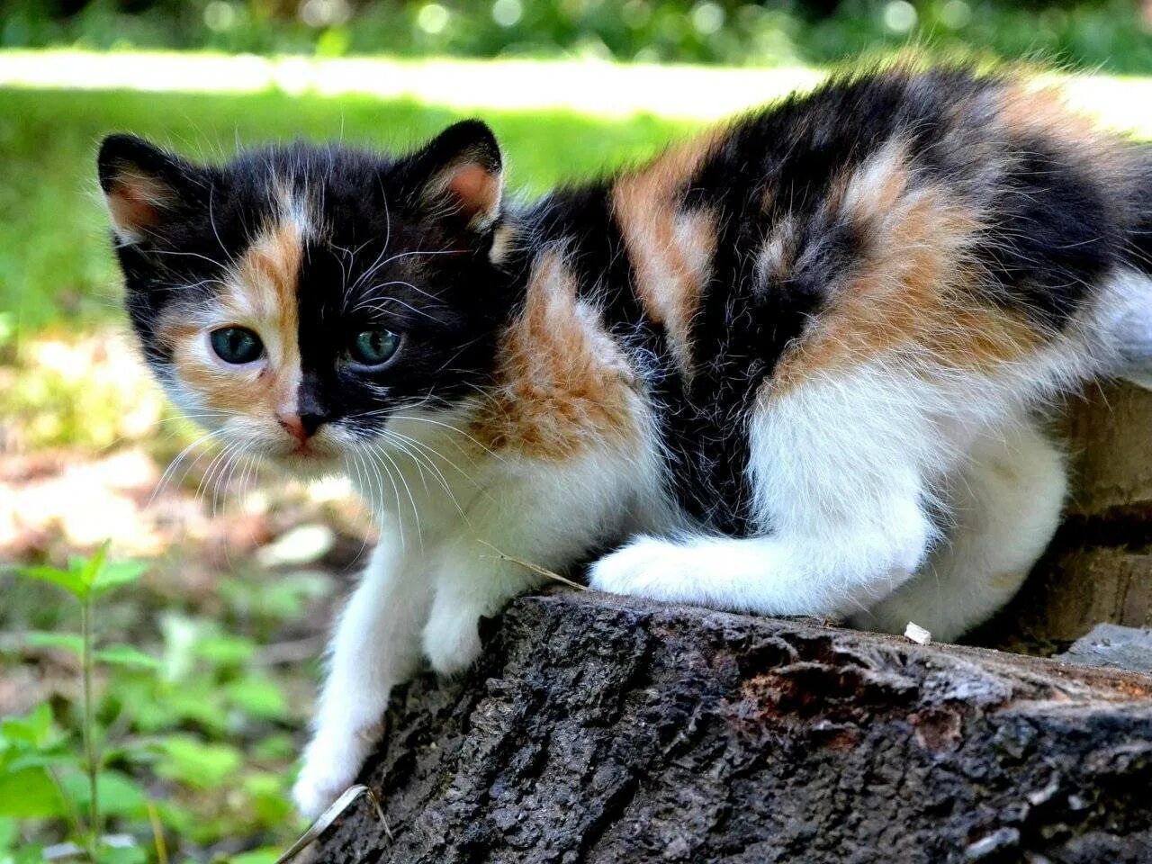 Трехцветная черепаховая кошка. Трёхцветная кошка Крысолов. Британская короткошёрстная кошка трехцветная. Трехцветная кошка с котятами. Трехцветная кошечка