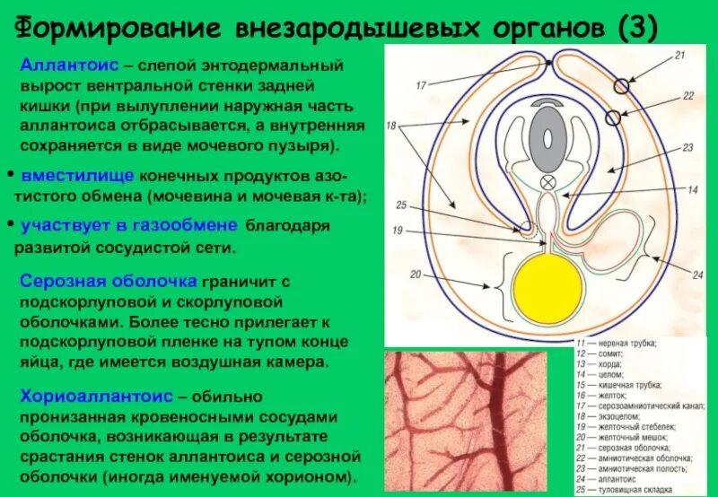 Хорион амнион желточный мешок. Формирование внезародышевых органов. Аллантоис серозная оболочка. Внезародышевые органы гистология функции.