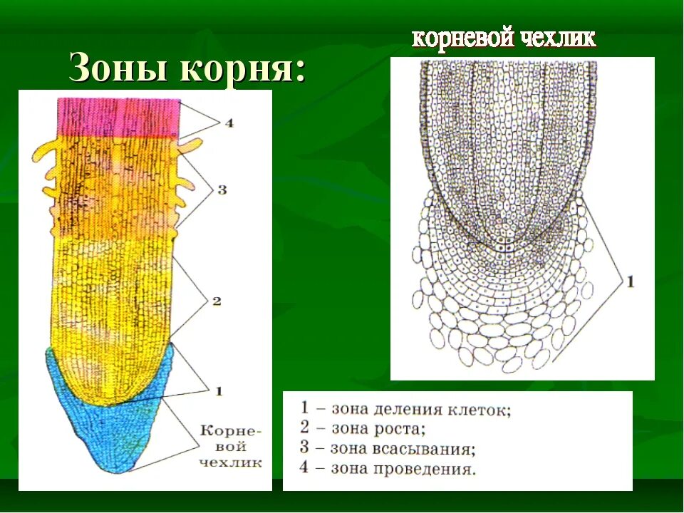 Корневой участок. Корневой чехлик зона роста. Зоны деления корня корневой чехлик. Продольное сечение корня корневой чехлик. Корневой чехлик 6 класс биология рисунок.