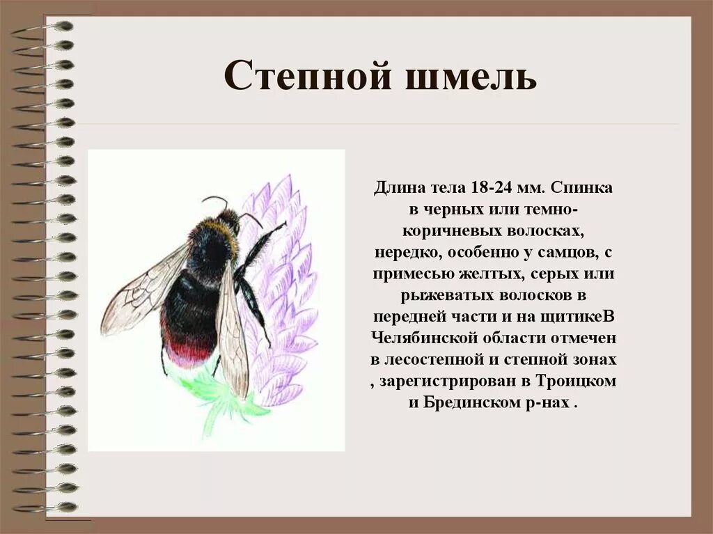 Проект про шмеля 4 класс Проект про шмеля