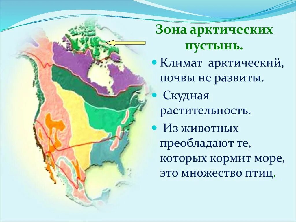 Карта природных зон Северной Америки. Природные зоны Северной Америки 7 класс. Карта природных зон Северной Америки 7 класс география. Природные щоны Северной Америк. Природные зоны и их основные особенности америки