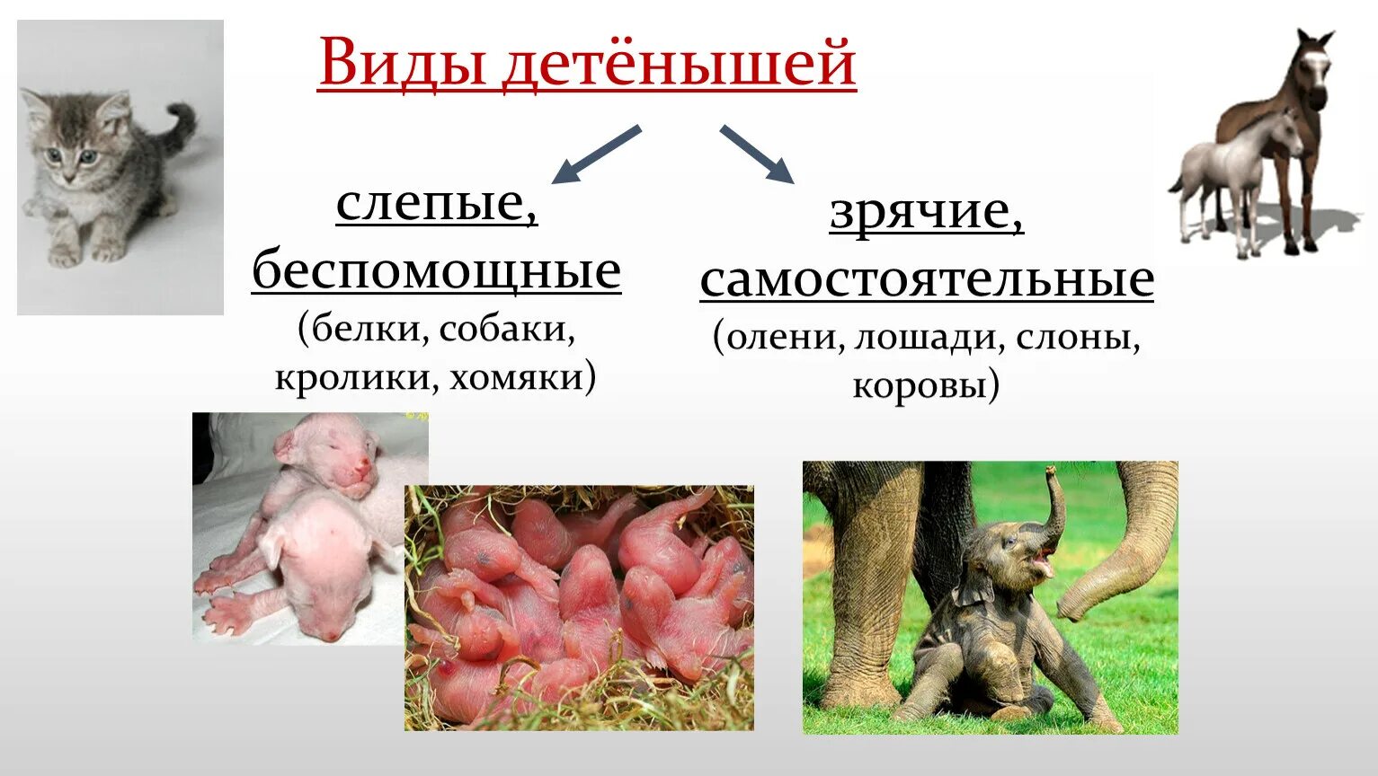 Детеныш рождается зрячим. Размножение млекопитающих. Млекопитающие с детенышами. Типы детенышей млекопитающих. Класс млекопитающие размножение.